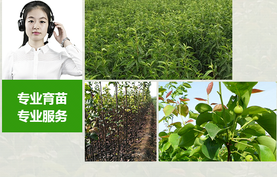 苗木種類多，成活率高